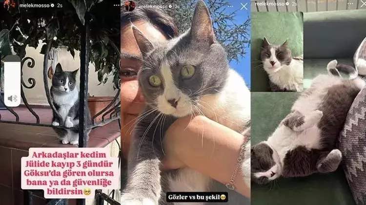 melek mosso nun kedisi kayboldu